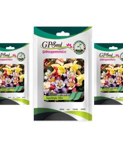 بذر گل تاج الملوک پابلند گلدانی الوان گلبرگ پامچال کد GPF-032 مجموعه 3 عددی